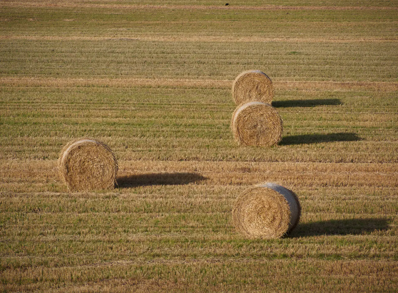 Baled tall wheatgrass in semi-arid conditions