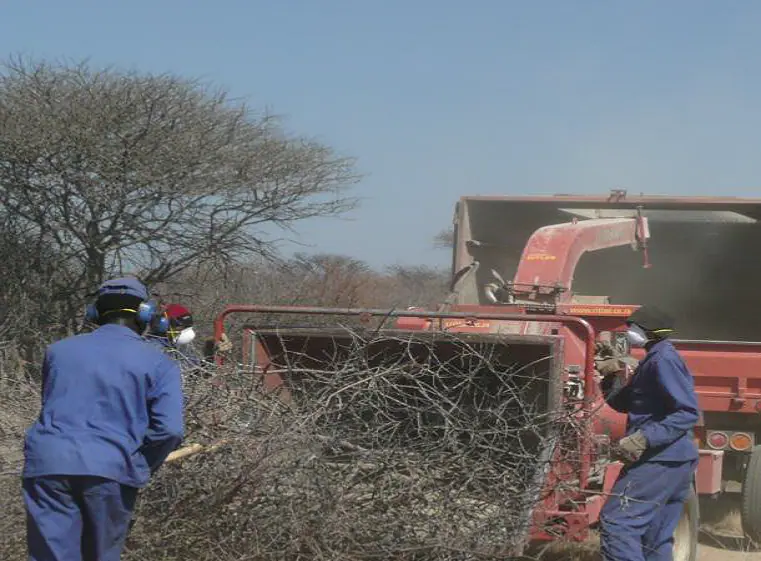 Mechanised selective bush harvesting operation