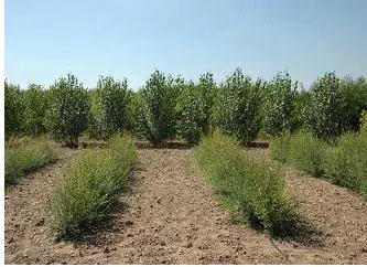 Siberian elm trial rows in a dry environment