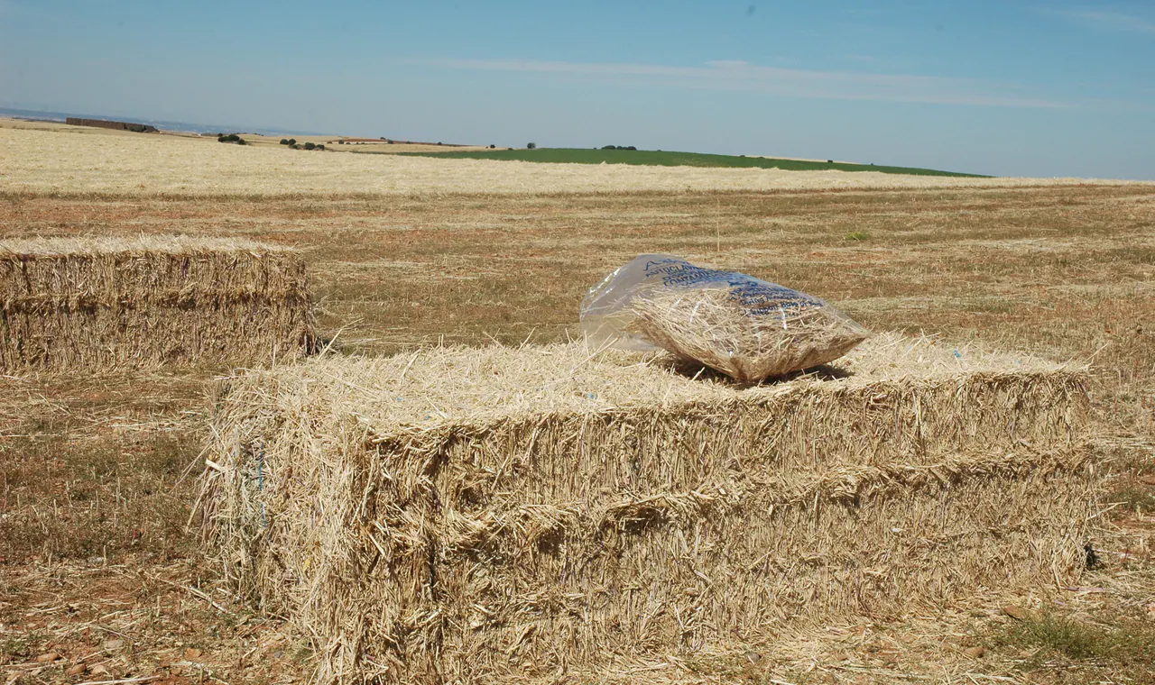 Tall wheatgrass production in a semi-arid landscape