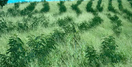 Leucaena rows integrated with productive grassland