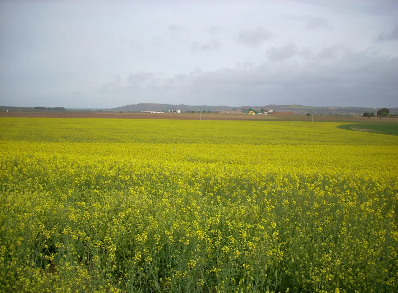 Field-scale oilseed production across a broad agricultural landscape
