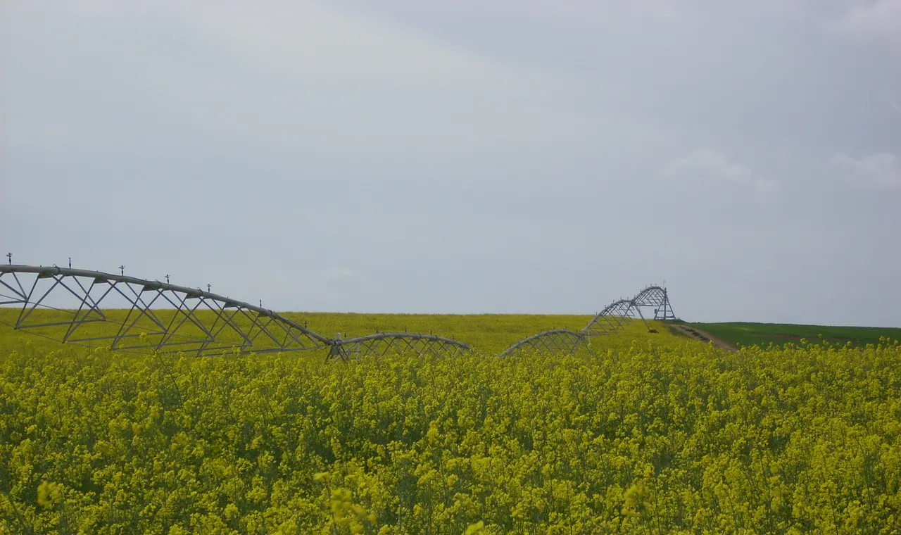 Irrigated oil crop at field scale