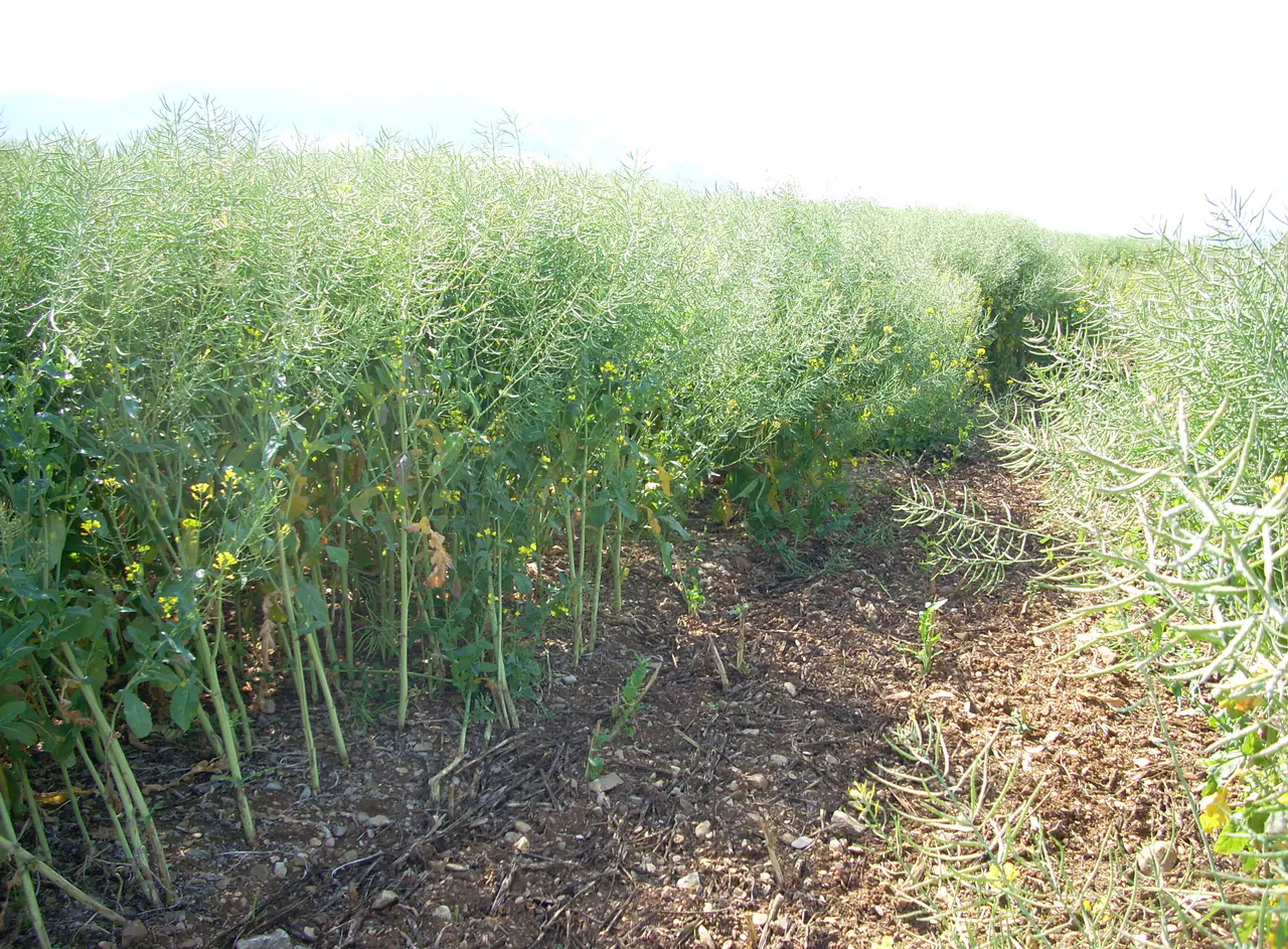 Rapeseed crop approaching maturity