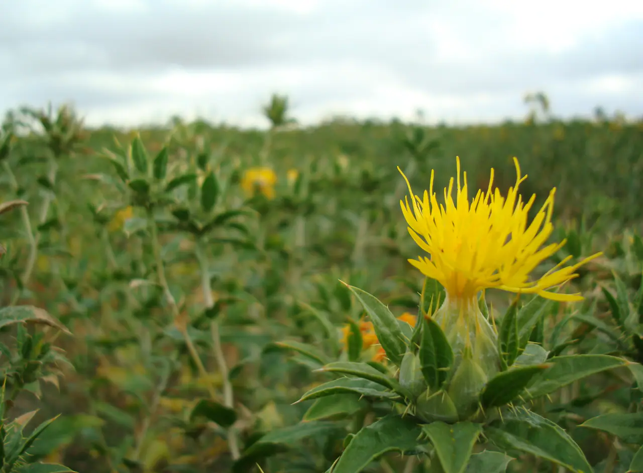 Flowering safflower crop in a commercial field