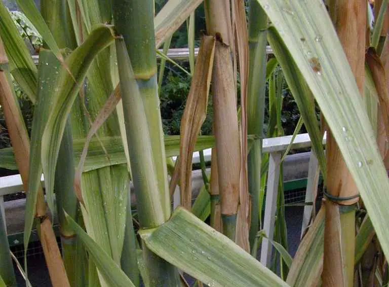 Close view of giant reed stems and leaves
