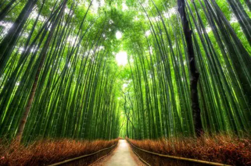 Tall bamboo culms forming a dense canopy