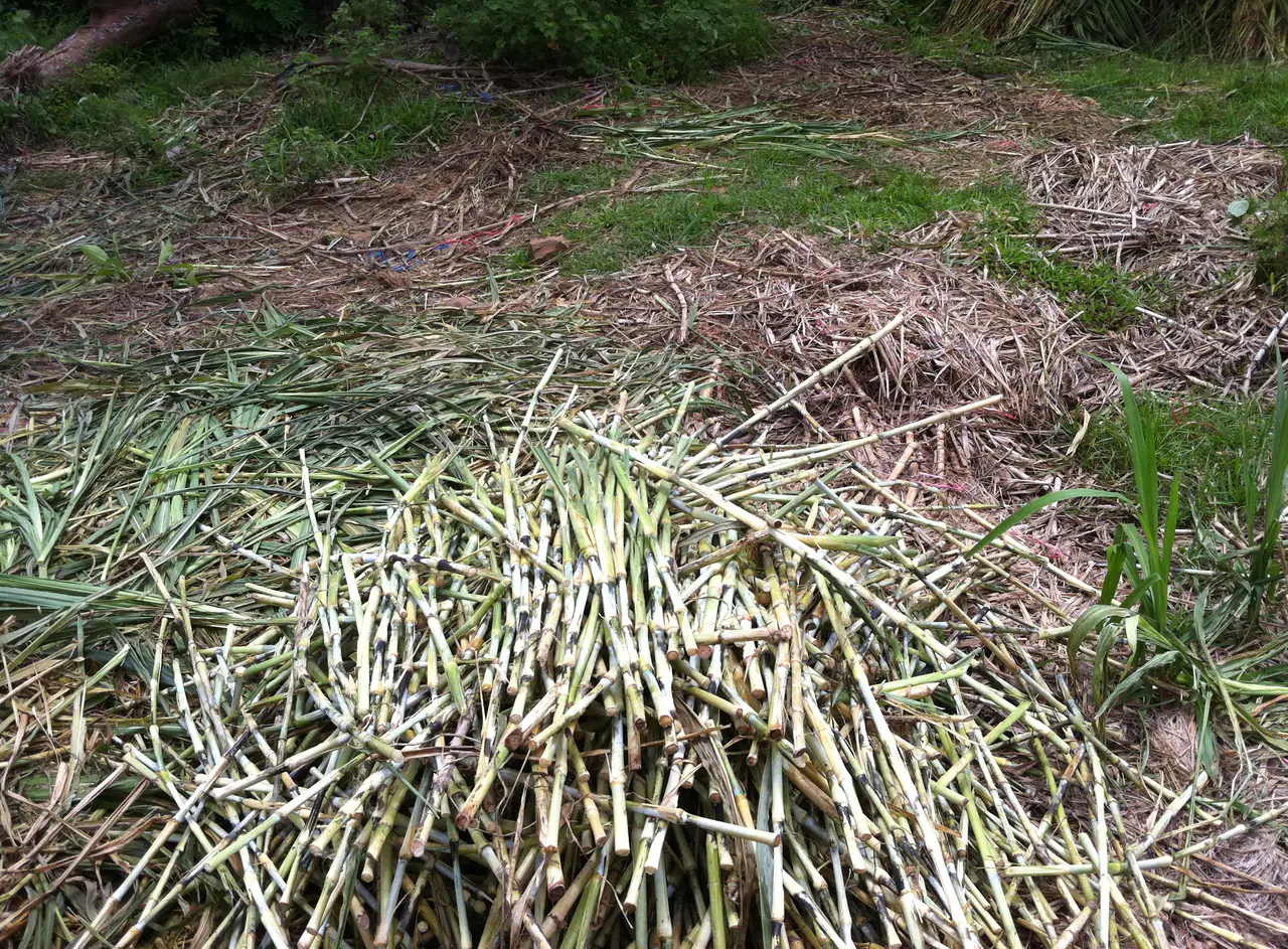 Clean vegetative planting material with visible stems and nodes for Napier-grass establishment