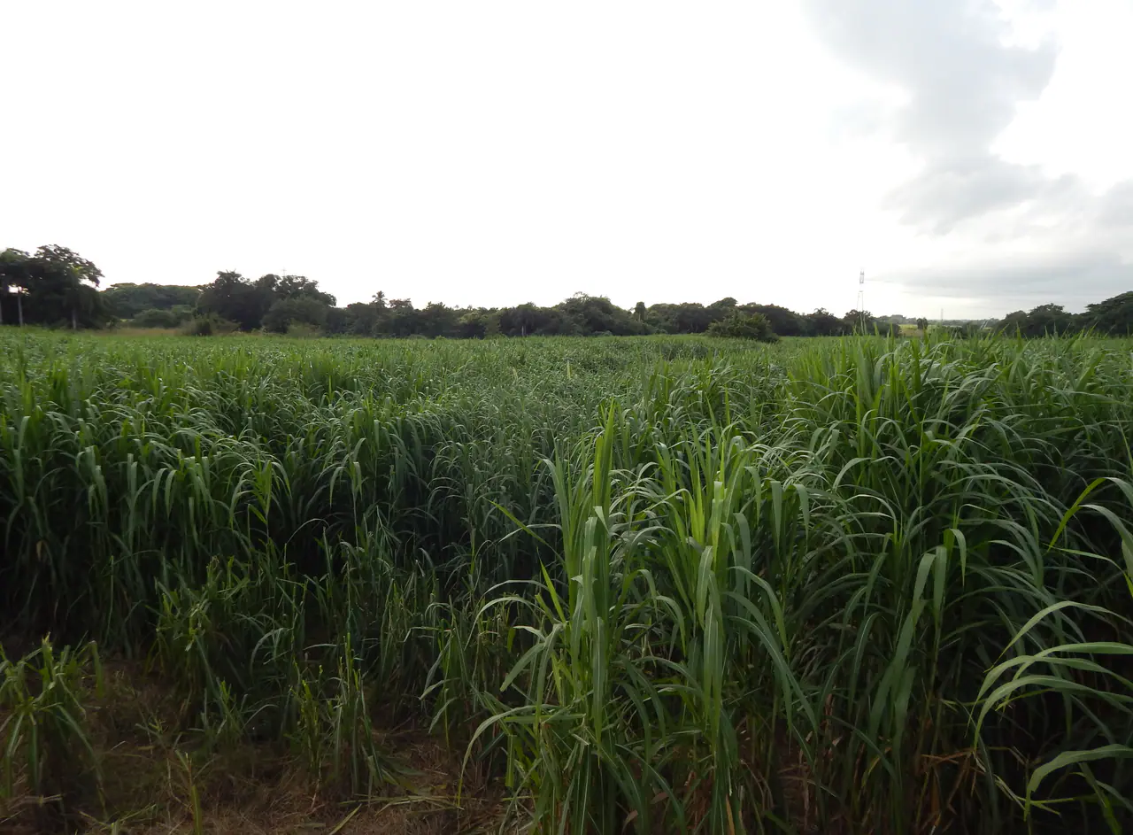 Dense Banagrass plantation demonstrating commercial crop scale