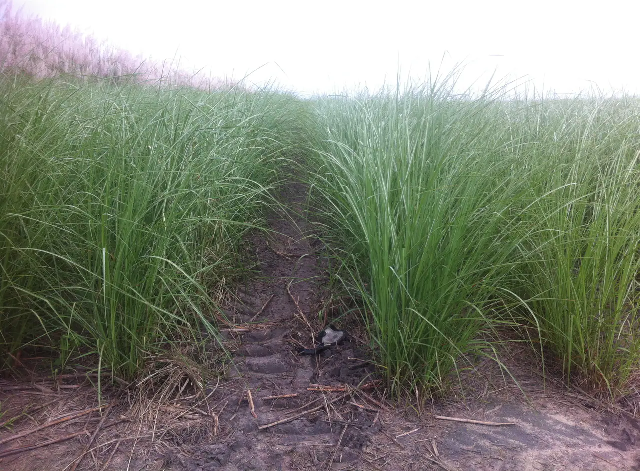 Young energy cane trial established in field rows
