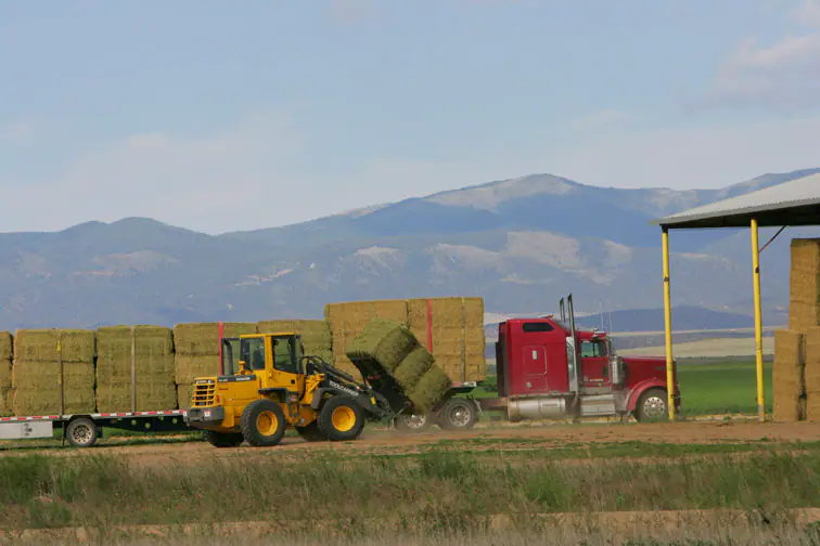 Large square bales being loaded for industrial transport