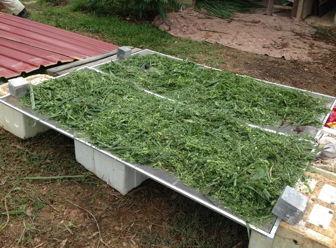 Fresh chopped perennial grass material ready for handling