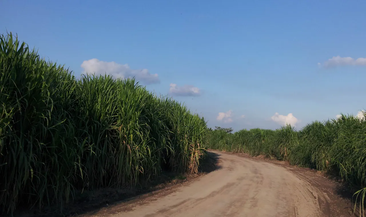 Large-scale Napier and banagrass production landscape