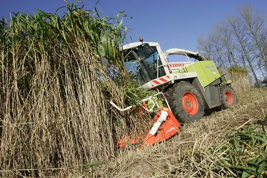 Mechanised harvest of Miscanthus