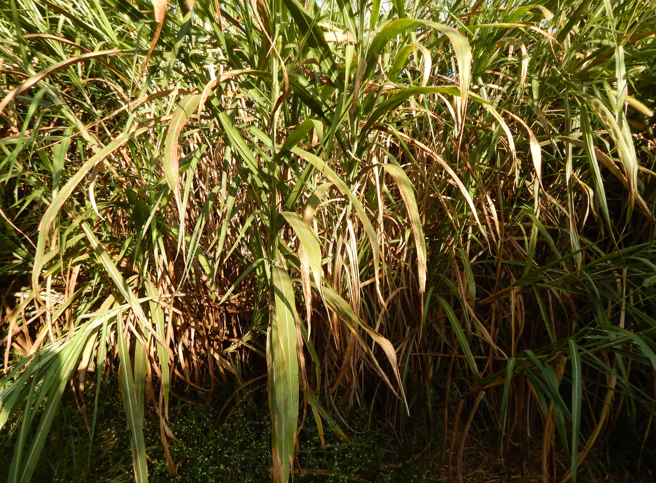 Napier or elephant grass stand