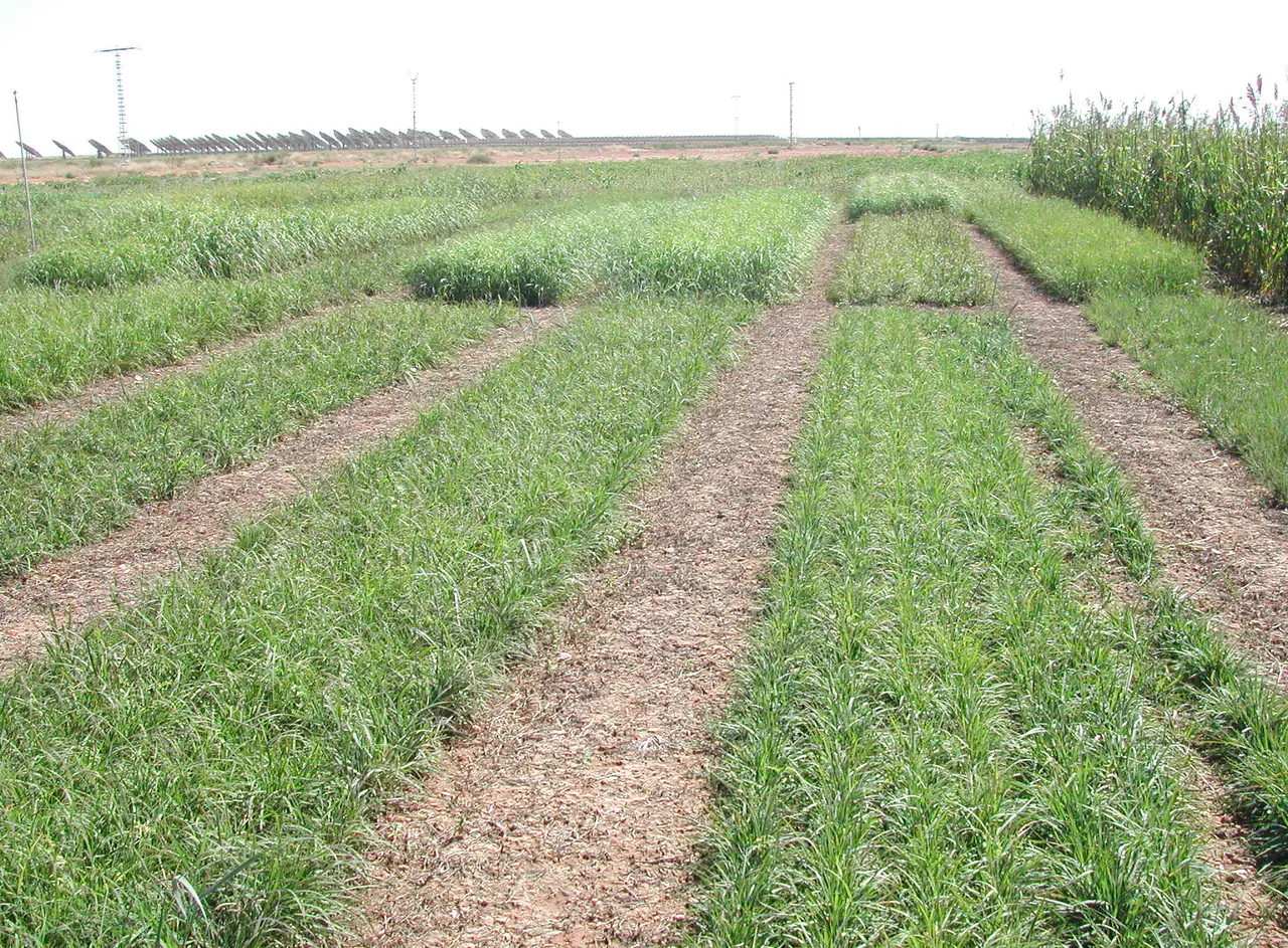 Switchgrass trial rows in Spain