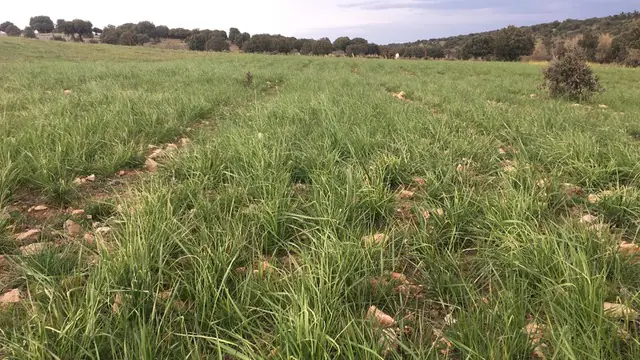 Tall wheatgrass established across a dry temperate field