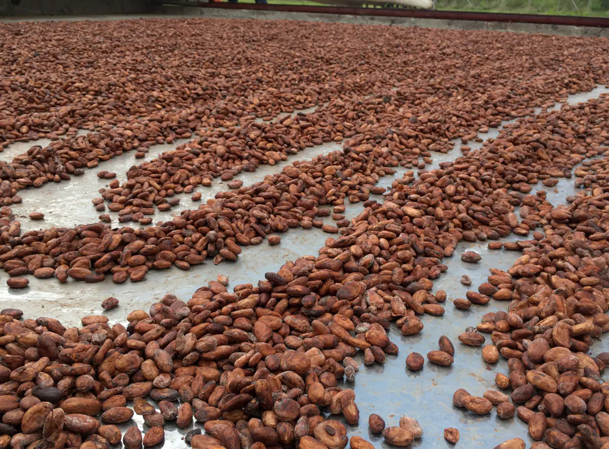 Cocoa drying and agro-industrial residue context