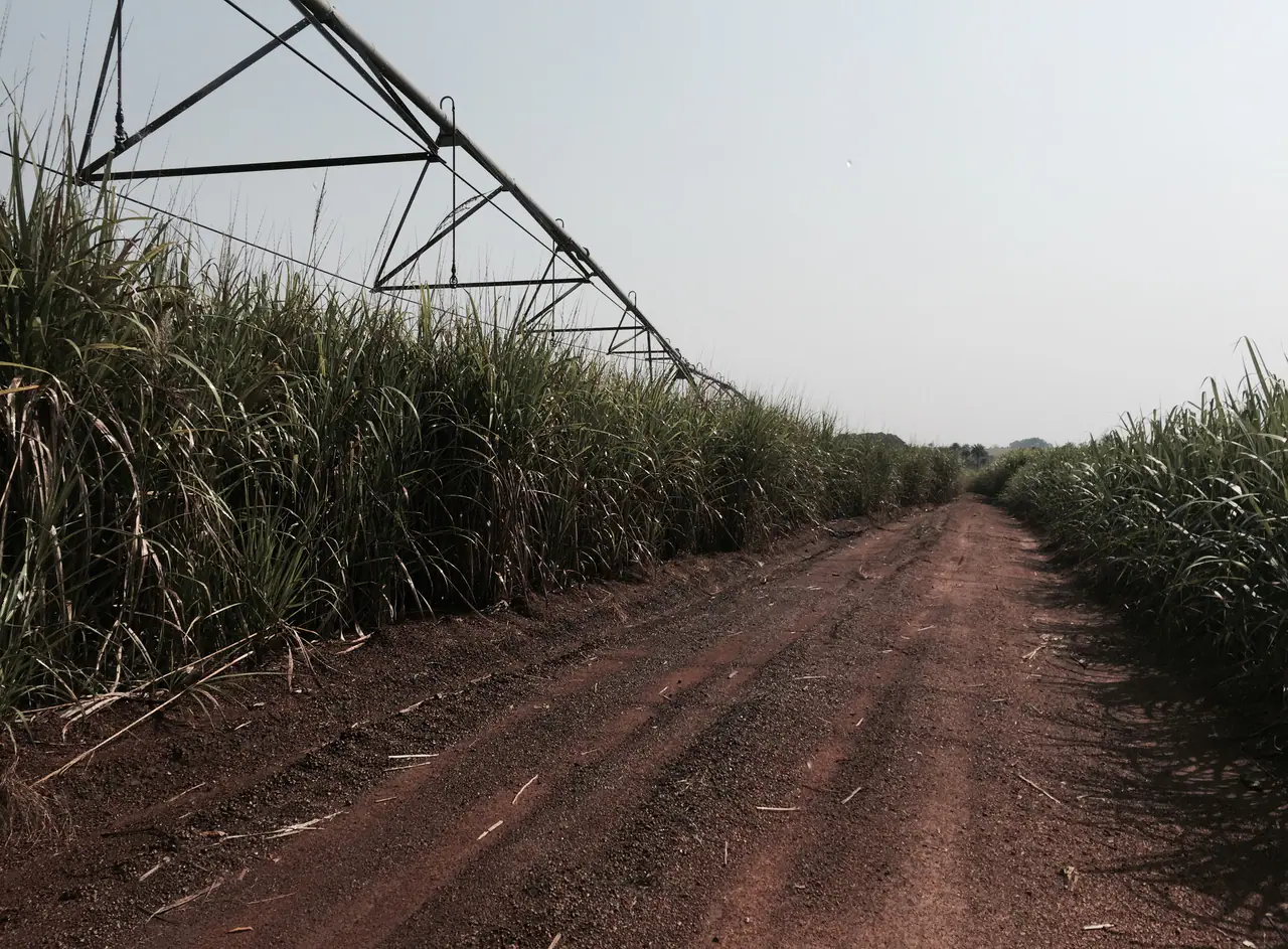 Sugarcane fields in an agro-industrial region