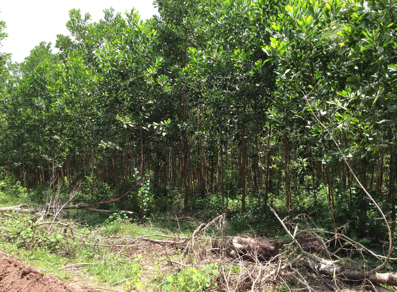 Acacia mangium plantation stand