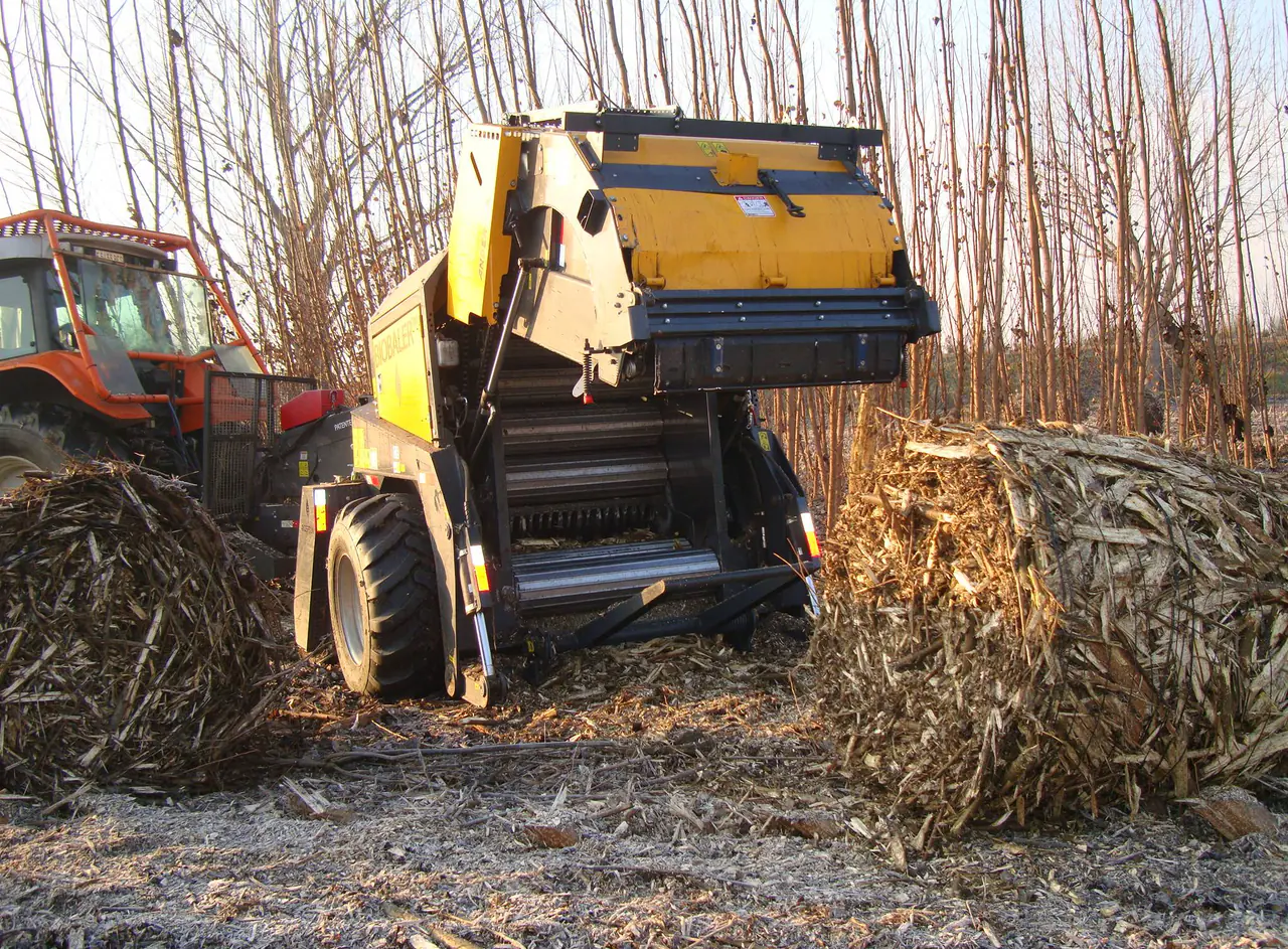 Dedicated harvester operating in poplar coppice