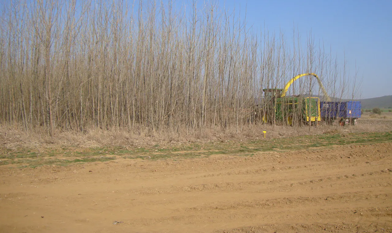 Mechanised harvest of short-rotation woody crops