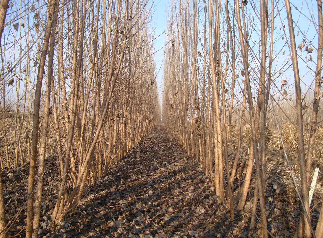 Dense poplar short-rotation crop before harvest