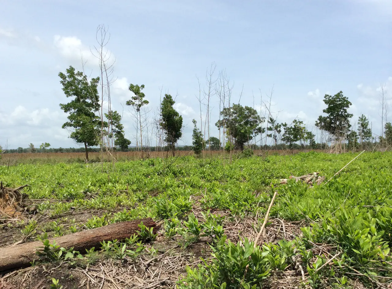Three-month regrowth in an Acacia coppice system