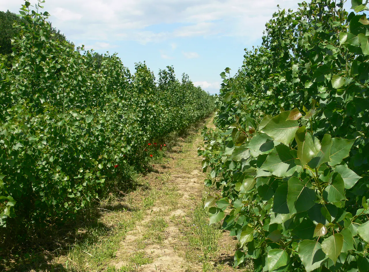 Uniform rows in a young poplar crop