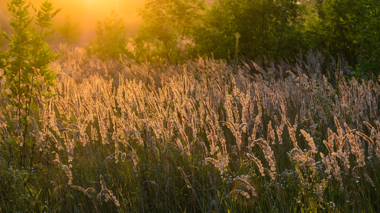 Real mature stand of perennial grasses