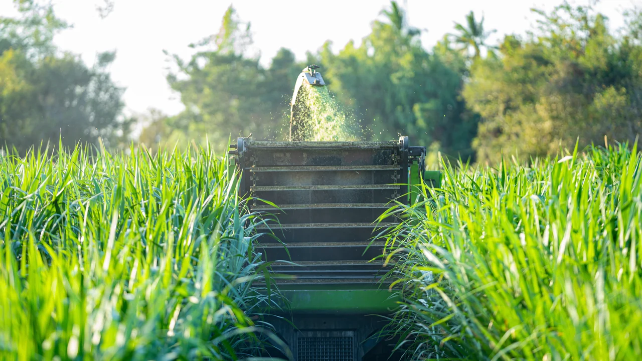 Real mechanised harvest and collection of a tall grass crop