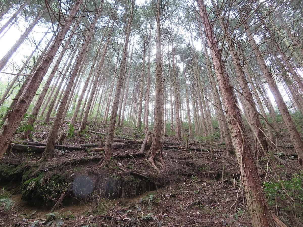 Even-aged Japanese cypress plantation on a forested slope in Japan