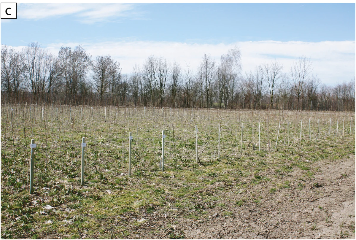 Newly established poplar short-rotation coppice field trial in north-eastern Germany