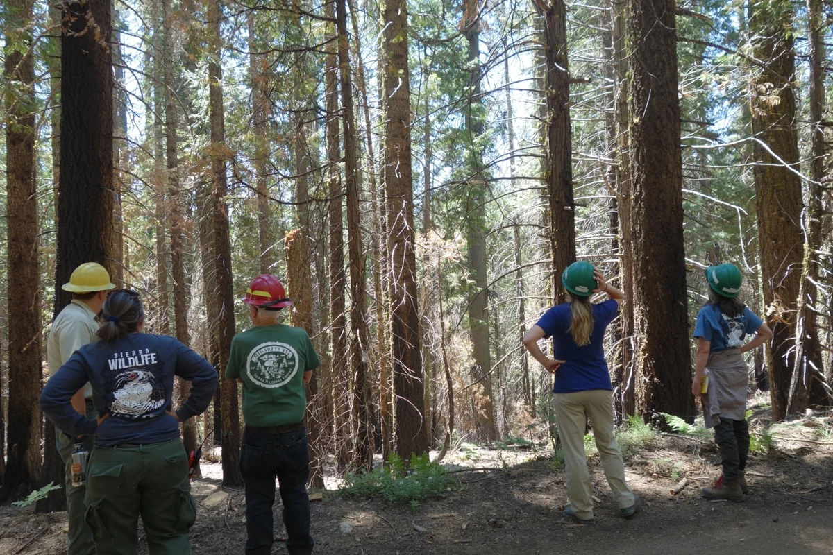 Forest specialists examine a planned thinning area in Sierra National Forest, California