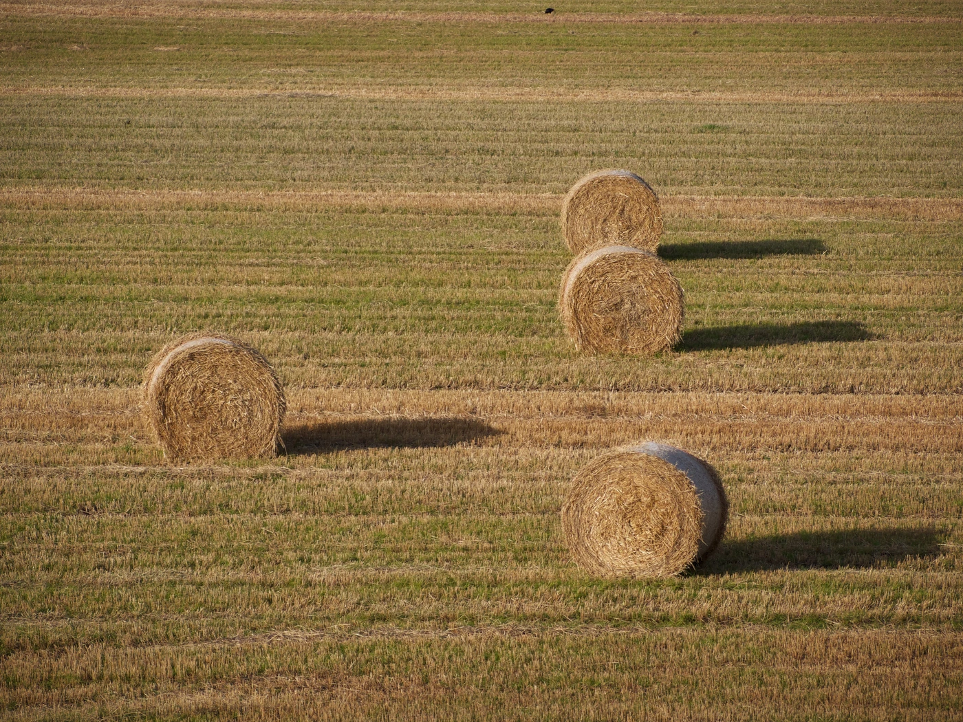 Round straw bales in a harvested field from the Bioenergy Crops asset bank