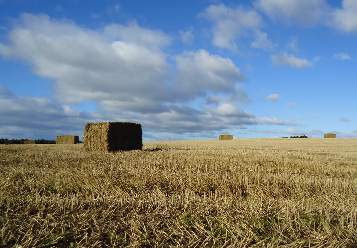 Large biomass bales distributed across a harvested field