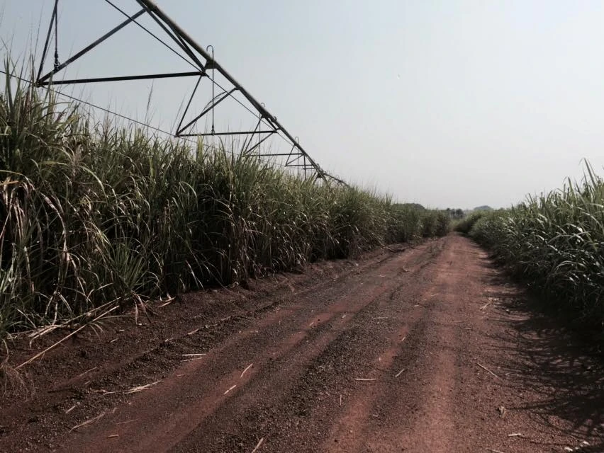 Commercial sugarcane rows under centre-pivot irrigation