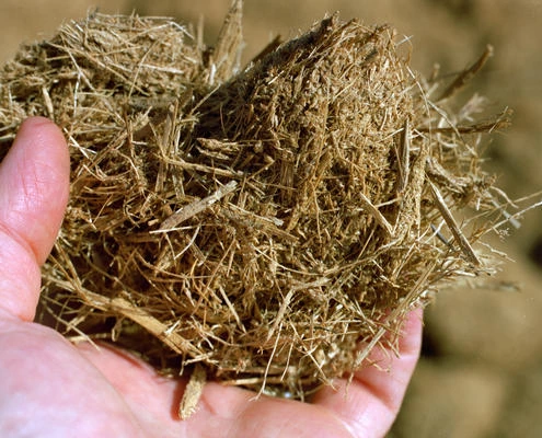 Close view of crushed sugarcane bagasse fibres
