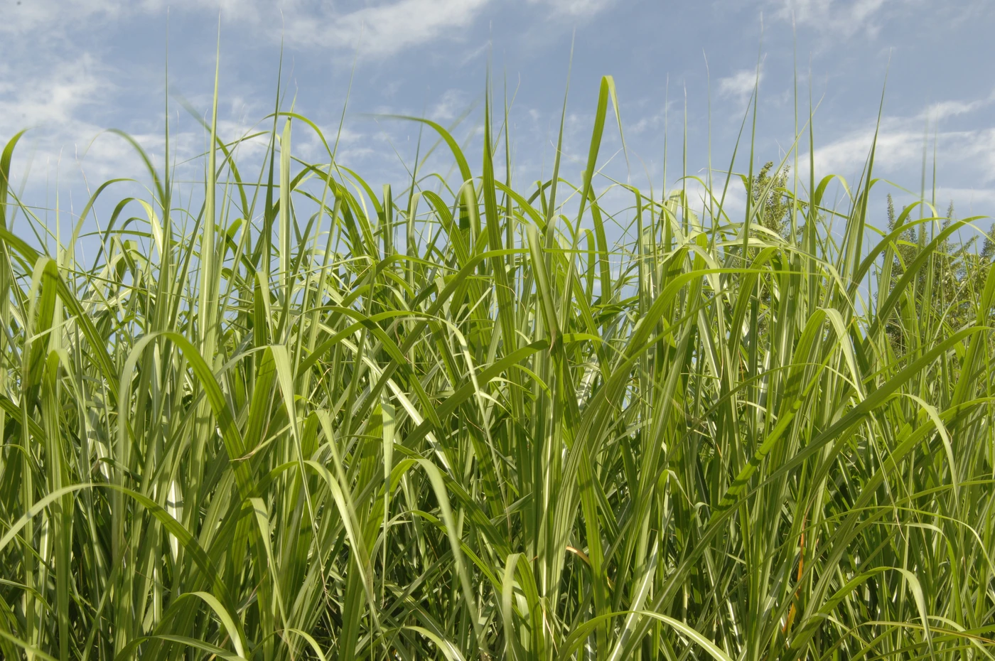 Tall perennial grass crop under a cloudy sky