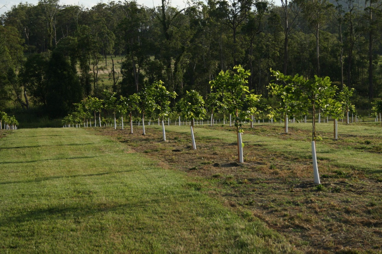 Pongamia plantation at Caboolture, Australia. Species and establishment context, not the Cambodian project.