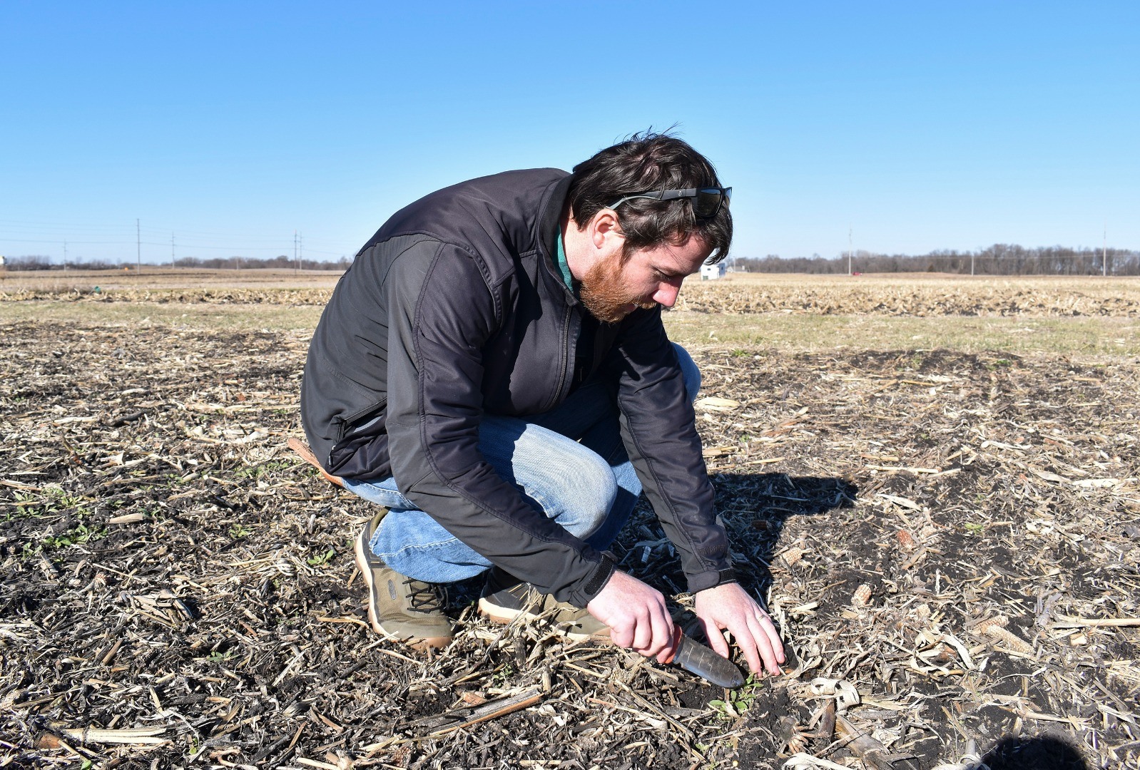 ARS scientist Peter O’Brien examines winter camelina after maize near Ames, Iowa. Farm-practice context, not evidence of 45Z eligibility.