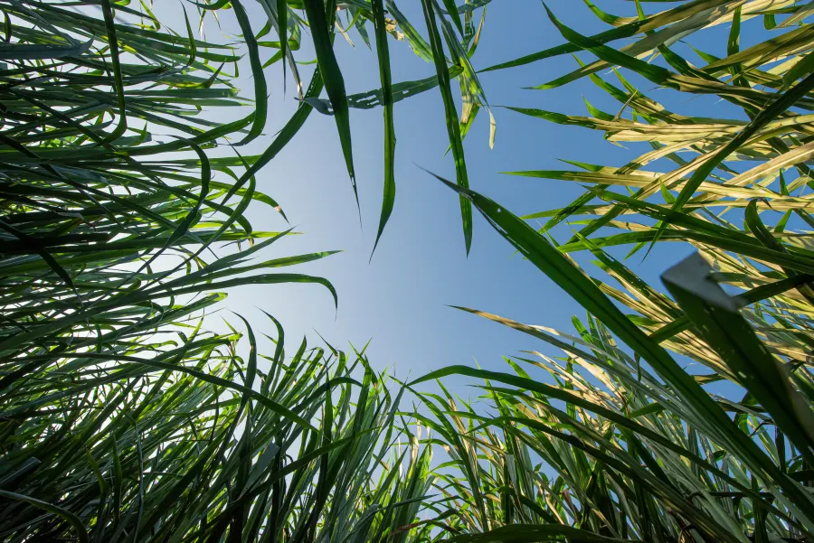 Commercial oil crop field
