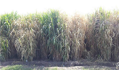 Diverse energy-crop plots used for comparative field assessment