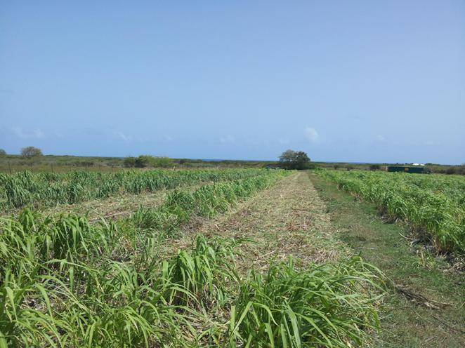 Managed woody vegetation and grass systems