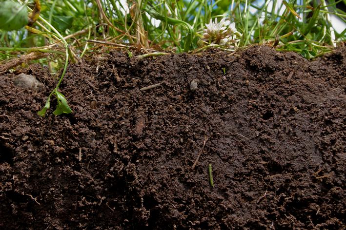 Soil profile and root-zone conditions