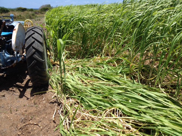 Perennial tropical grass field and agricultural machinery in India